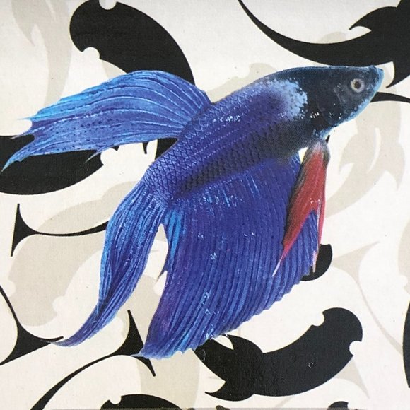 Marina Betta Aquarium Kit (NEW) - Picture 9 of 12